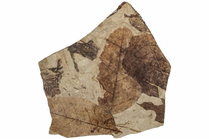 Fossil Leaf (Fagus, Fagopsis) Plate - McAbee Fossil Beds, BC #224917